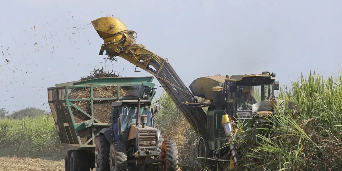 Productores cañeros de Tucumán advierten que el sector atraviesa una situación crítica