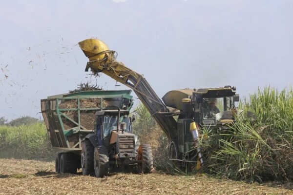 Productores cañeros de Tucumán advierten que el sector atraviesa una situación crítica
