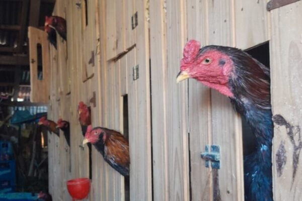 Rescataron 15 gallos utilizados para riñas durante un allanamiento en Corrientes