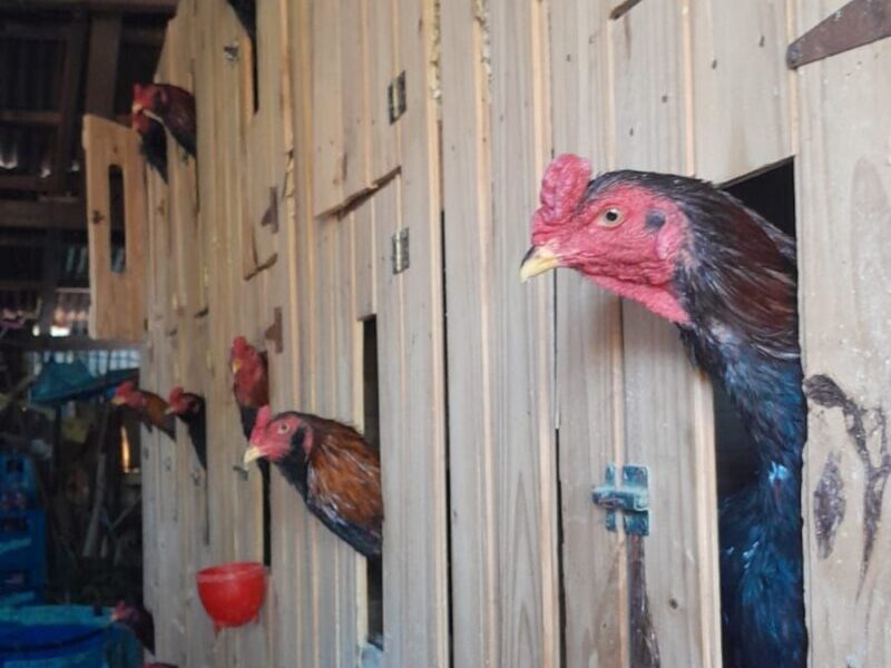 Rescataron 15 gallos utilizados para riñas durante un allanamiento en Corrientes