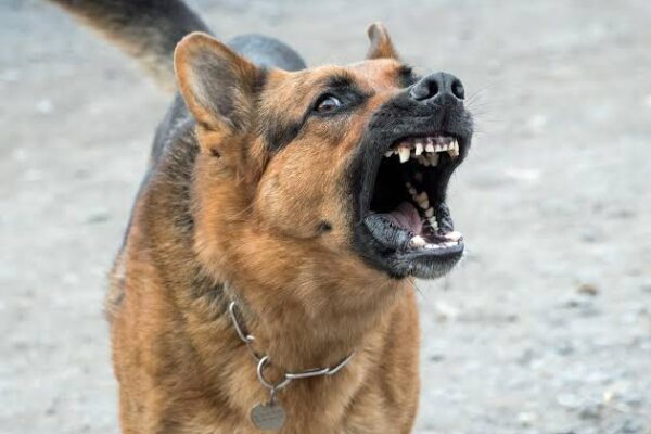 Misiones aprobó una ley para regular la tenencia de perros potencialmente peligrosos