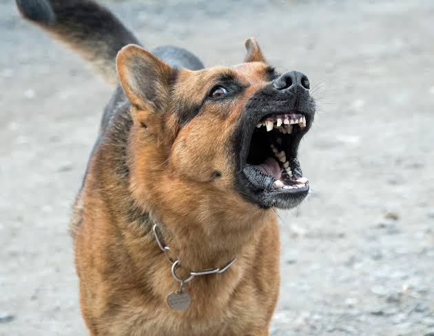 Misiones aprobó una ley para regular la tenencia de perros potencialmente peligrosos