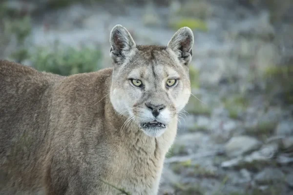 Preocupación en Salta por ataques de pumas: La Viña instalará cámaras y luces disuasorias