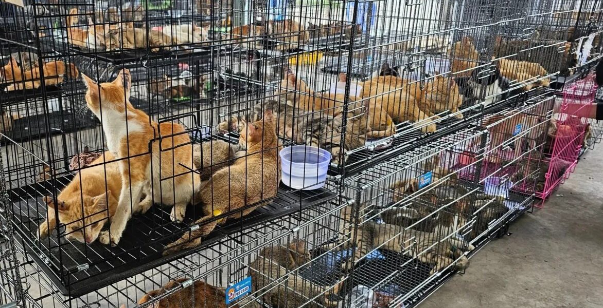 Rescataron 400 gatos que iban a ser vendidos para consumo humano en Vietnam y detuvieron a nueve personas