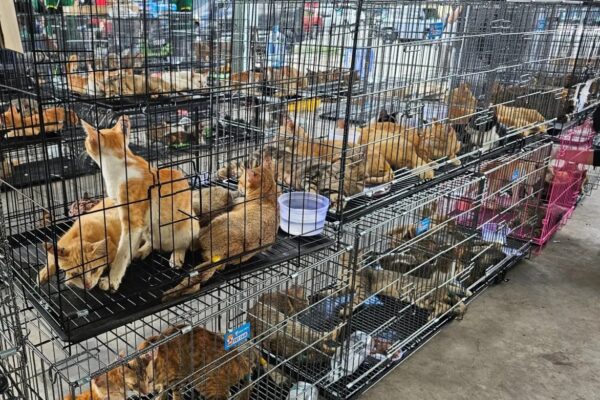 Rescataron 400 gatos que iban a ser vendidos para consumo humano en Vietnam y detuvieron a nueve personas