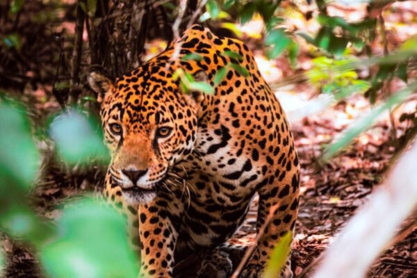 El seguro para proteger al yaguareté en Misiones fue reconocido por la ONU entre más de 200 proyectos del mundo