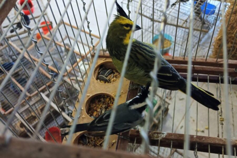 Mendoza y San Luis rehabilitarán aves silvestres rescatadas del tráfico ilegal