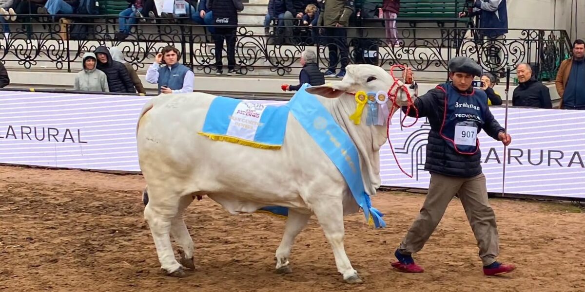 Una cabaña de Formosa ganó por tercer año consecutivo la Gran Campeona Brahman en Palermo