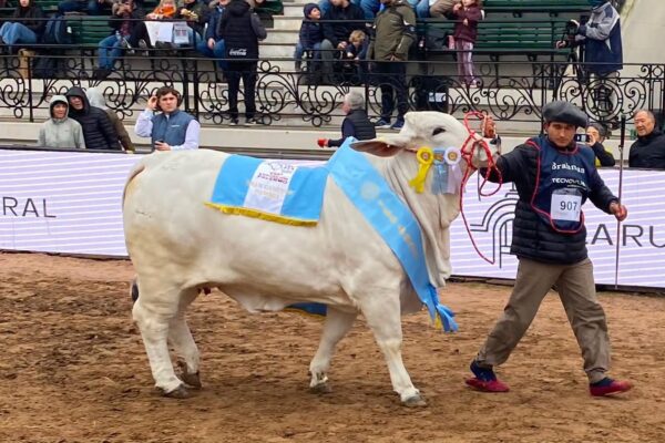 Una cabaña de Formosa ganó por tercer año consecutivo la Gran Campeona Brahman en Palermo
