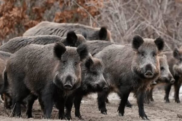 Río Negro busca habilitar la venta legal de carne de jabalí y guanaco en carnicerías