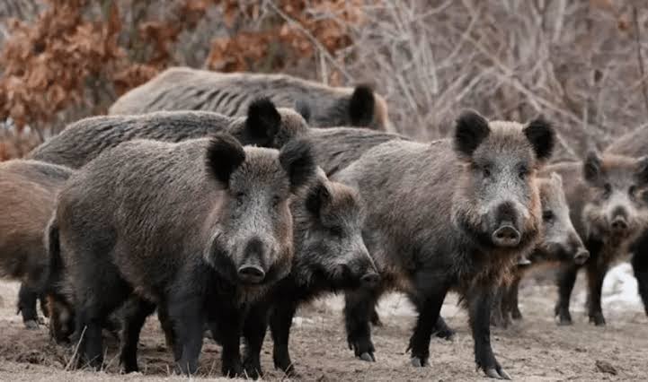 Río Negro busca habilitar la venta legal de carne de jabalí y guanaco en carnicerías