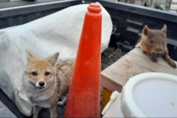 Tenía un zorro gris y un chancho silvestre como mascotas: la Justicia allanó su casa en Corrientes