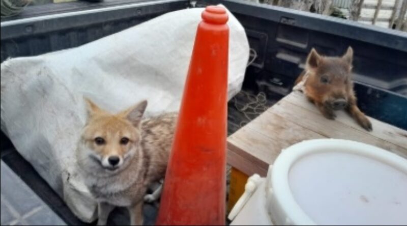 Tenía un zorro gris y un chancho silvestre como mascotas: la Justicia allanó su casa en Corrientes