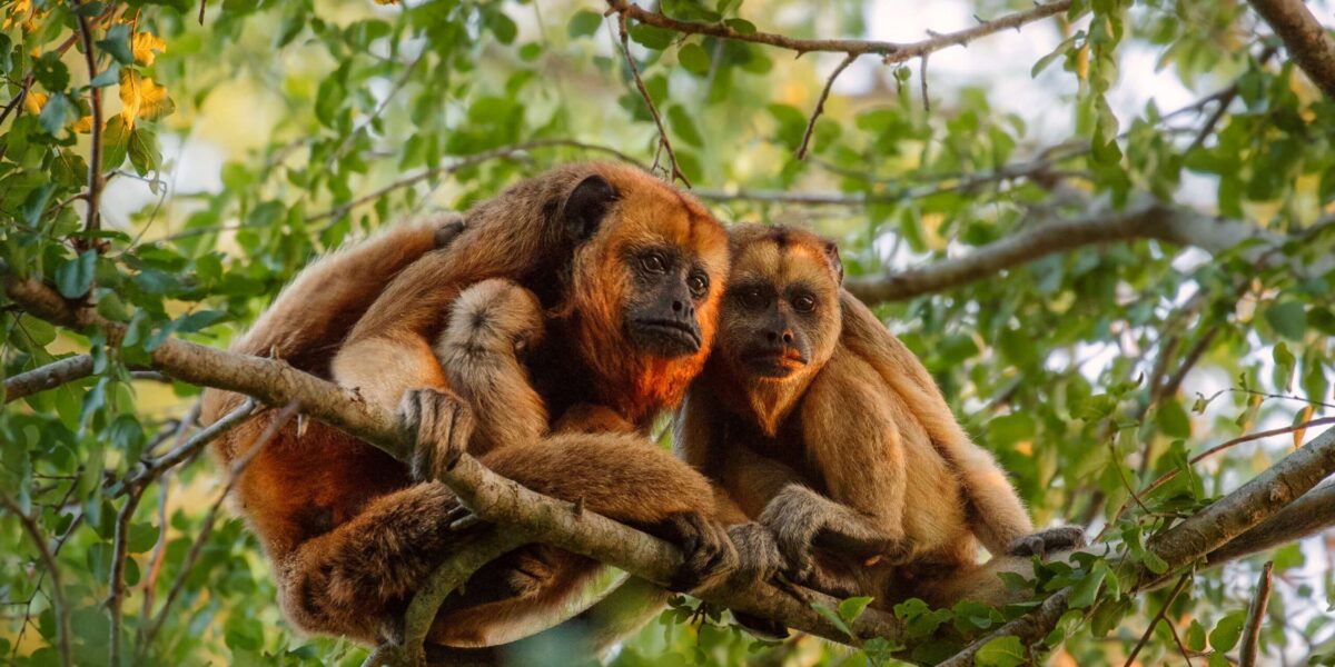 Misiones lanzará un plan binacional para repoblar la selva con monos carayá rojos provenientes de Brasil para evitar la extinción de la especie