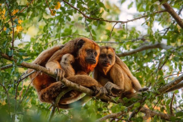 Misiones lanzará un plan binacional para repoblar la selva con monos carayá rojos provenientes de Brasil para evitar la extinción de la especie