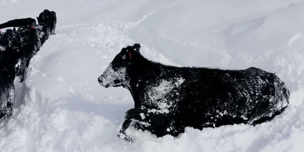 Un puestero rescató 18 vacas atrapadas por la nieve en la cordillera de Mendoza