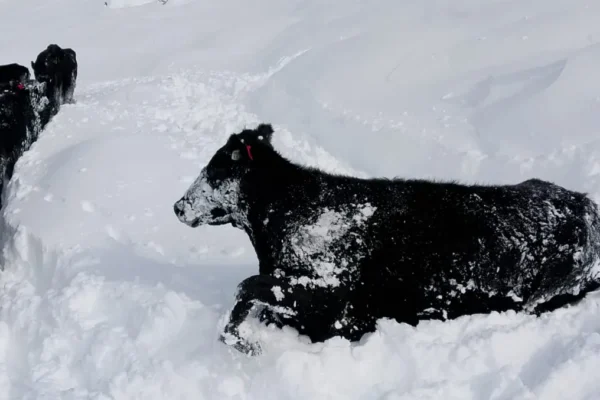 Un puestero rescató 18 vacas atrapadas por la nieve en la cordillera de Mendoza