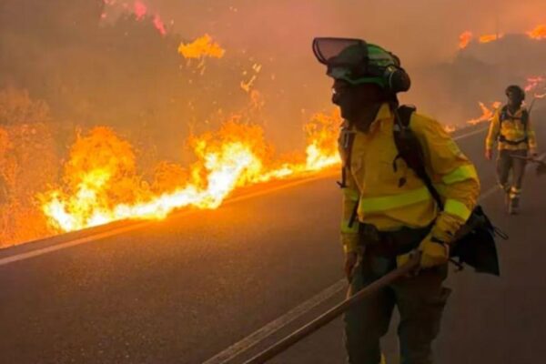 Contuvieron el incendio forestal en Jujuy e investigan si una rama sobre un tendido eléctrico inició el fuego