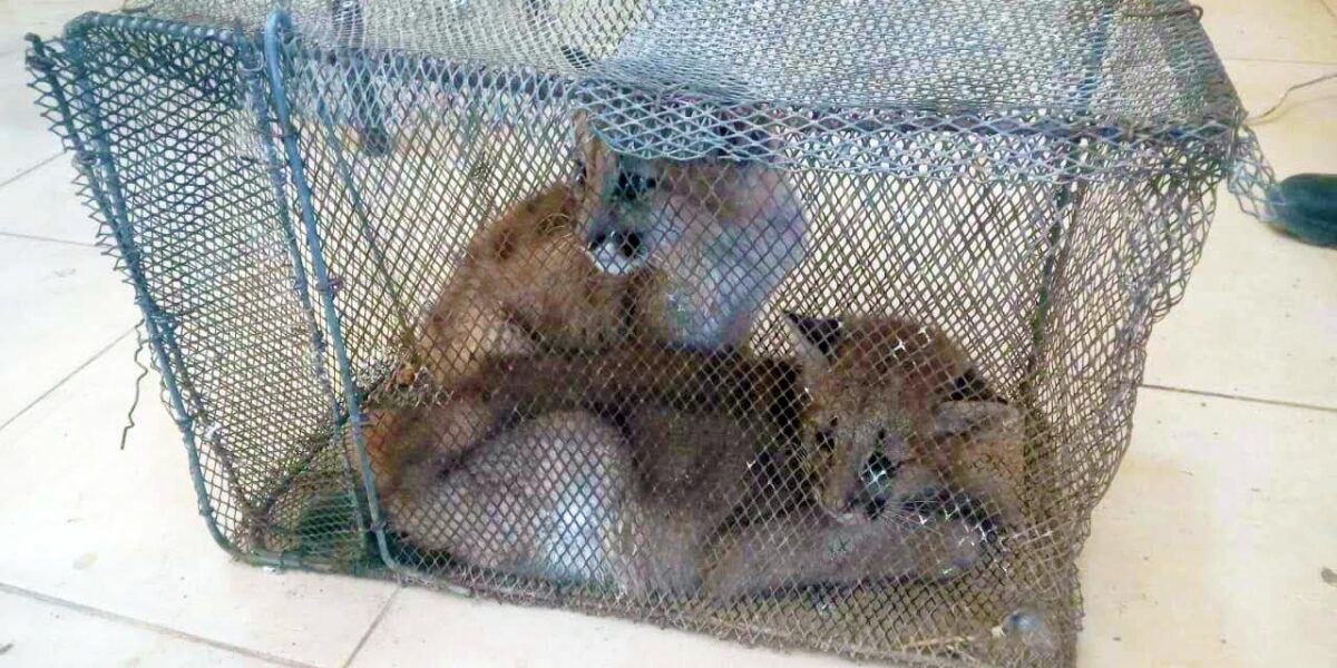 Rescataron dos cachorros de puma tras una investigación de la Policía Rural en San Juan