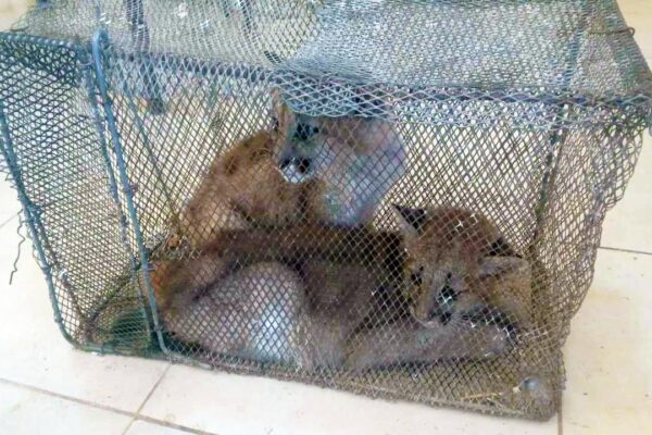 Rescataron dos cachorros de puma tras una investigación de la Policía Rural en San Juan