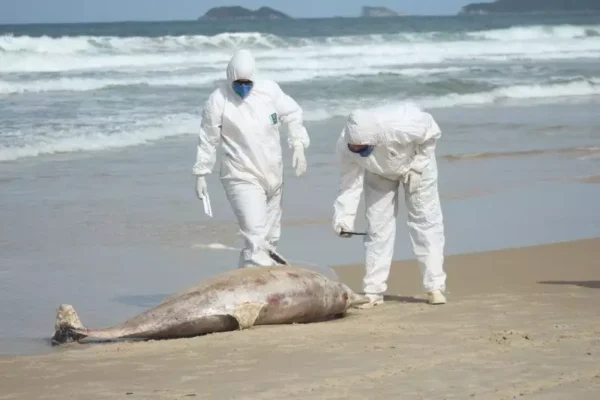 Alerta en Brasil por la muerte de 43 ejemplares del delfín más pequeño del país en Santa Catarina
