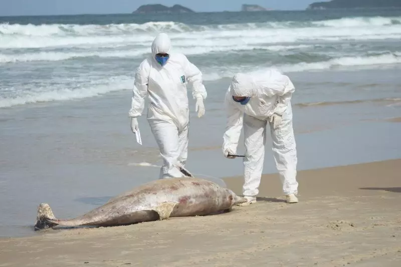 Alerta en Brasil por la muerte de 43 ejemplares del delfín más pequeño del país en Santa Catarina