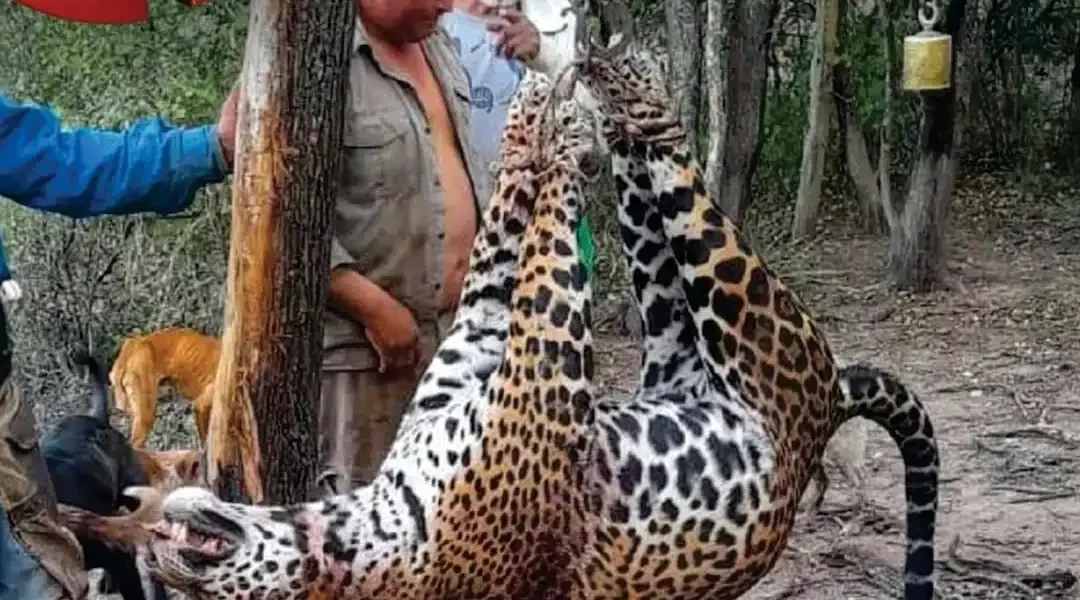 Juicio histórico en Formosa por la caza de un yaguareté: hallaron armas, fotos y un cuero de puma en un freezer
