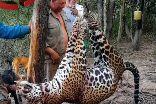 Juicio histórico en Formosa por la caza de un yaguareté: hallaron armas, fotos y un cuero de puma en un freezer