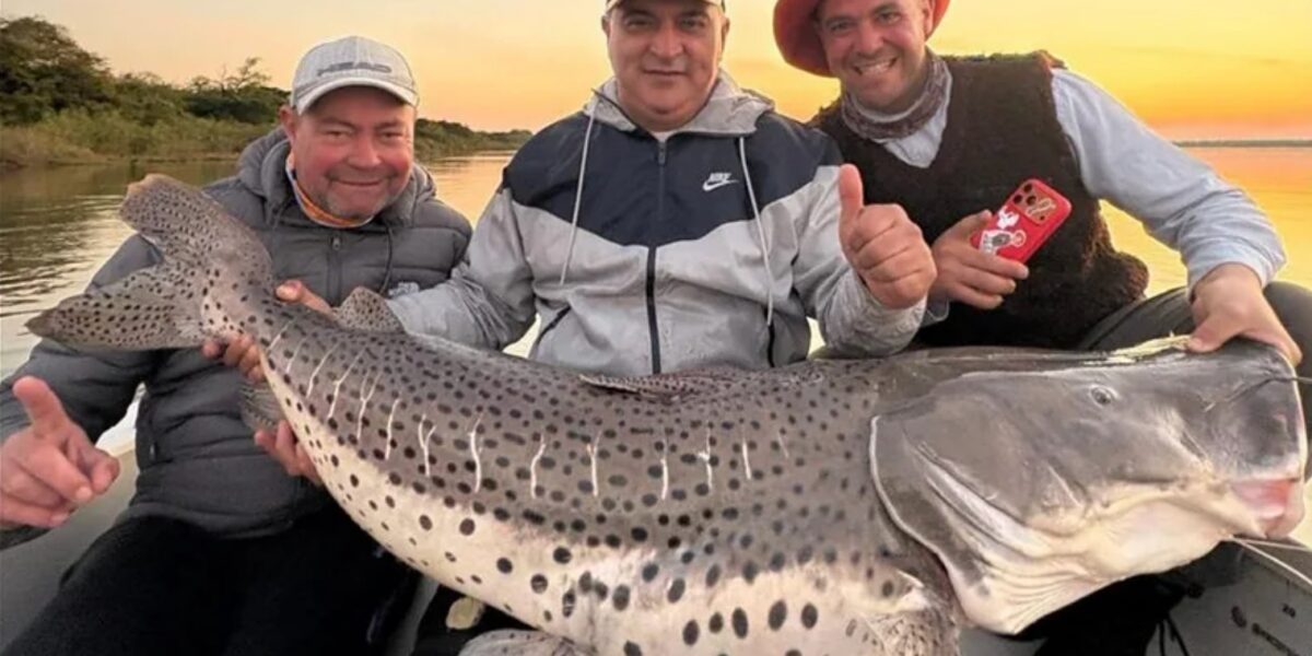 Pesca deportiva en Corrientes: capturaron un surubí de más de 40 kilos y lo devolvieron al agua