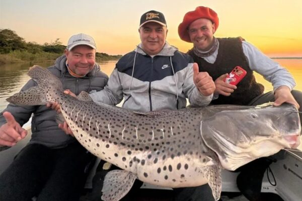 Pesca deportiva en Corrientes: capturaron un surubí de más de 40 kilos y lo devolvieron al agua