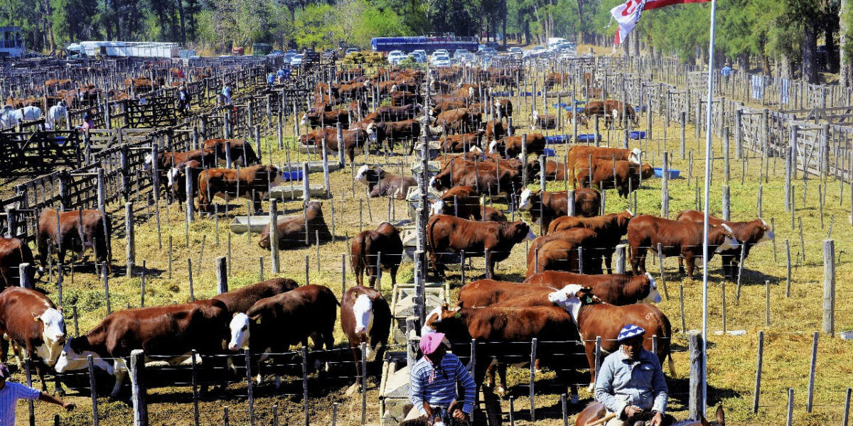 Santiago del Estero puso en marcha la 19ª ExpoBra con más de 420 animales y 80 cabañas