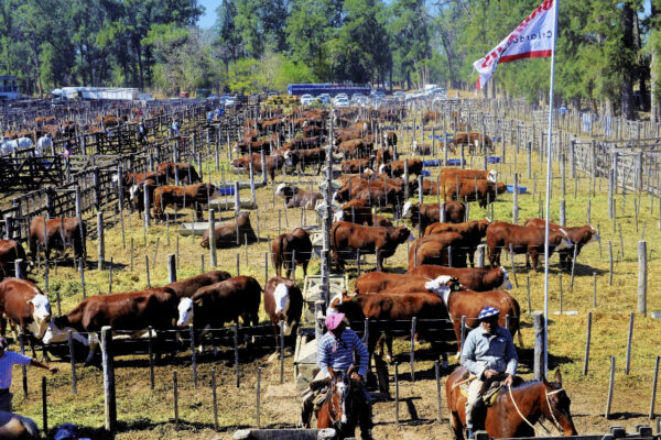 Santiago del Estero puso en marcha la 19ª ExpoBra con más de 420 animales y 80 cabañas