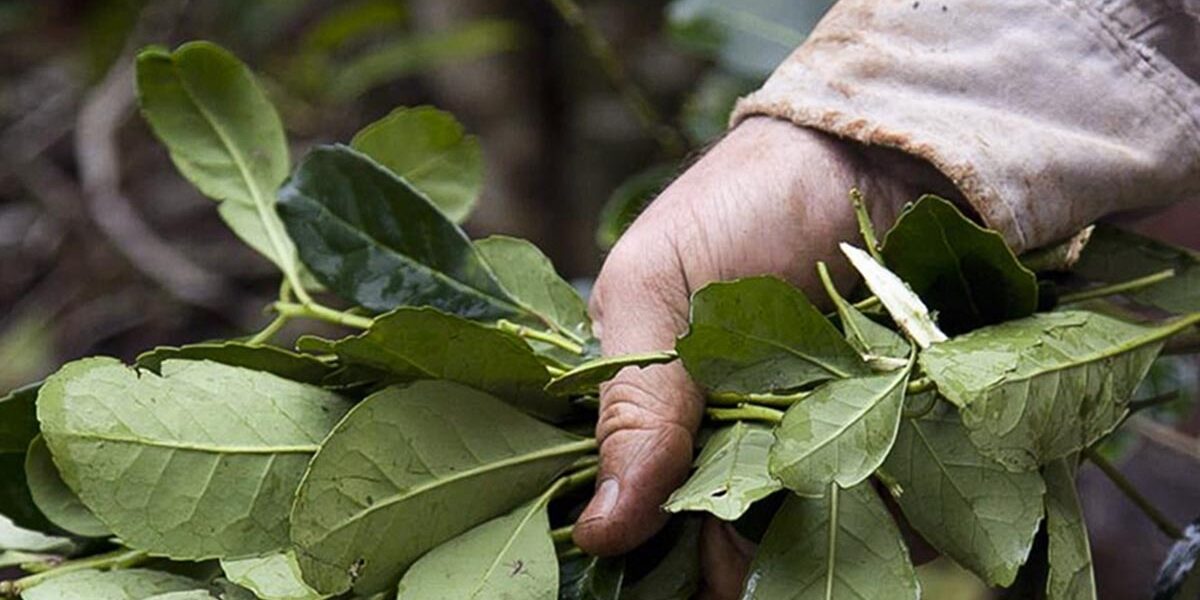 Milei asistirá a un evento en Iguazú y los yerbateros se movilizarán para pedir que el INYM vuelva a intervenir en los precios