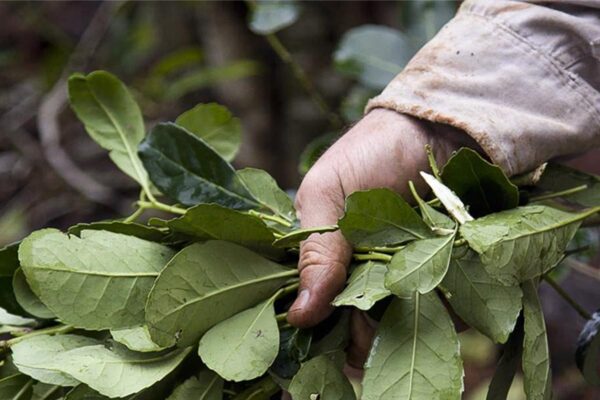 Milei asistirá a un evento en Iguazú y los yerbateros se movilizarán para pedir que el INYM vuelva a intervenir en los precios