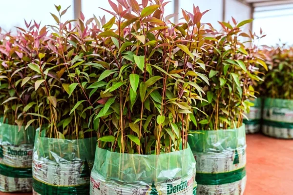 Misiones busca ampliar la producción de leña cultivada para abastecer a su industria