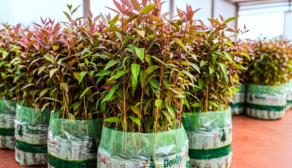 Misiones busca ampliar la producción de leña cultivada para abastecer a su industria