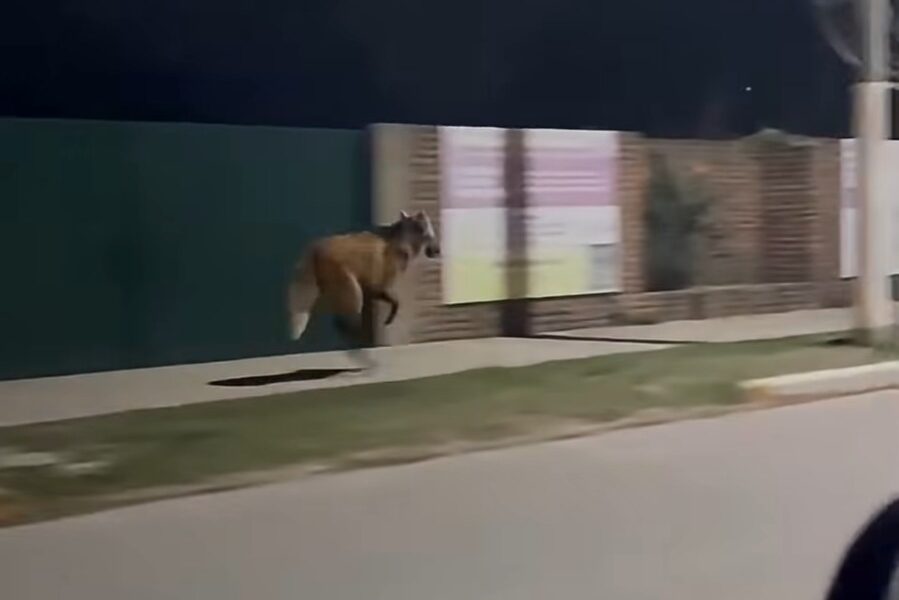 Un aguará guazú apareció corriendo por las calles de Córdoba y fue rescatado
