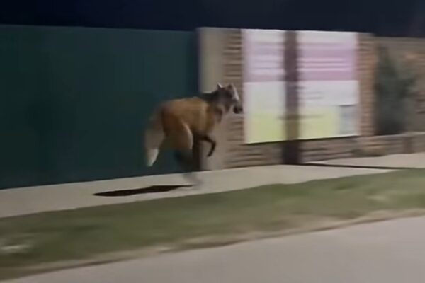 Un aguará guazú apareció corriendo por las calles de Córdoba y fue rescatado