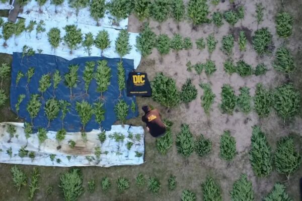 Corrientes: incautaron 166 plantas de marihuana valuadas junto a otros elementos en casi $218 millones