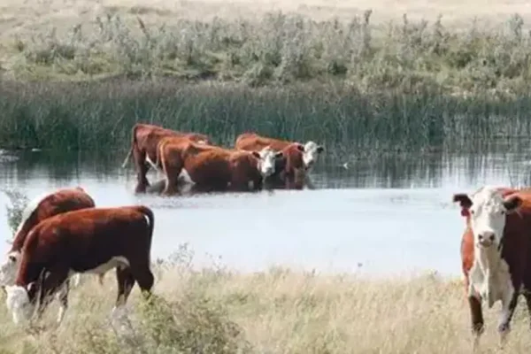 El Niño pone en alerta a la ganadería del Litoral por la crecida del Paraná y el Uruguay