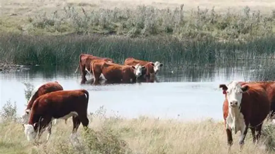 El Niño pone en alerta a la ganadería del Litoral por la crecida del Paraná y el Uruguay